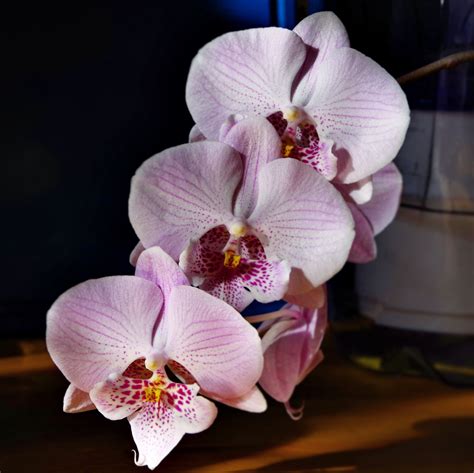 The Intricate Patterns of Phalaenopsis Orchids: A Study in Artistry